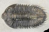 Coltraneia Trilobite Fossil - Huge Faceted Eyes #154327-2